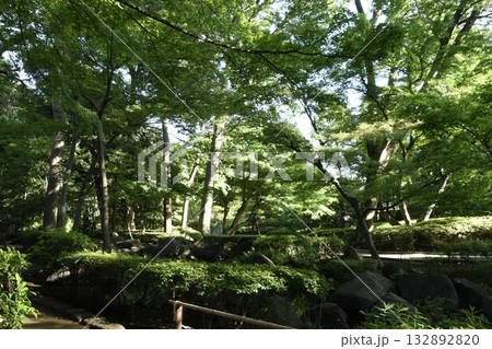 太田黒公園の庭園 太田黒公園の庭園 132892820