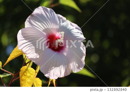 薄ピンクのタイタンビカスの花のアップの風景 132892840