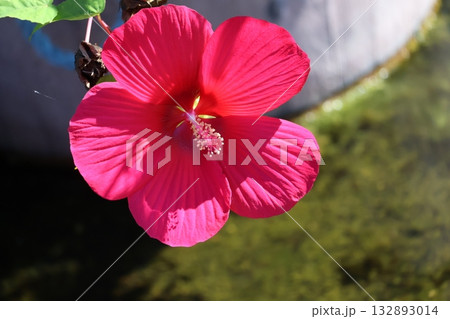 赤い花ぴらのタイタンビカスの花のアップの風景 132893014