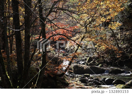 渓谷の紅葉と落ち葉 (群馬県 照葉峡) 渓谷の紅葉と落ち葉 (群馬県 照葉峡) 132893153