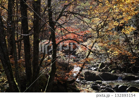 渓谷の紅葉と落ち葉 (群馬県 照葉峡) 渓谷の紅葉と落ち葉 (群馬県 照葉峡) 132893154