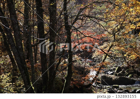 渓谷の紅葉と落ち葉　（群馬県　照葉峡） 132893155