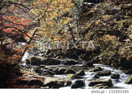 渓谷の紅葉と落ち葉　（群馬県　照葉峡） 132893160