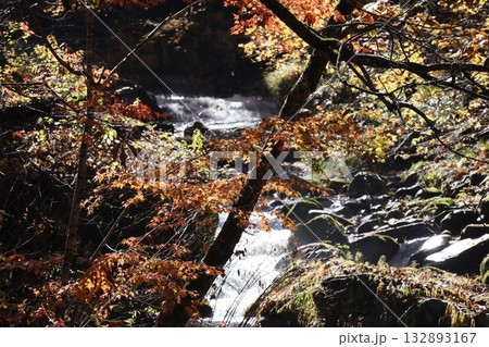 渓谷の紅葉と落ち葉 (群馬県 照葉峡) 渓谷の紅葉と落ち葉 (群馬県 照葉峡) 132893167
