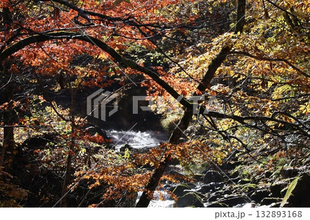 渓谷の紅葉と落ち葉 (群馬県 照葉峡) 渓谷の紅葉と落ち葉 (群馬県 照葉峡) 132893168