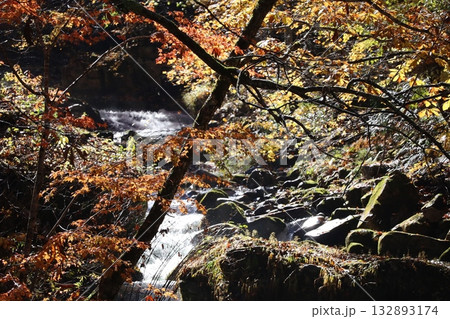 渓谷の紅葉と落ち葉 (群馬県 照葉峡) 渓谷の紅葉と落ち葉 (群馬県 照葉峡) 132893174