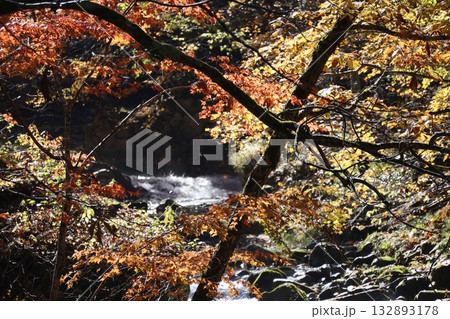 渓谷の紅葉と落ち葉　（群馬県　照葉峡） 132893178
