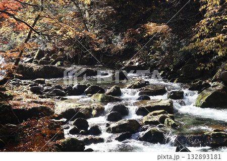 渓谷の岸辺で見つけた秋の色　（群馬県　照葉峡） 132893181