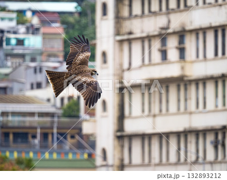 Milvus migrans eagle in Keelung,Taiwan. Milvus migrans eagle in Keelung,Taiwan. 132893212