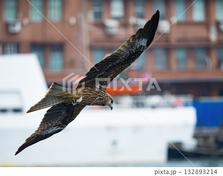 Milvus migrans eagle in Keelung,Taiwan. Milvus migrans eagle in Keelung,Taiwan. 132893214