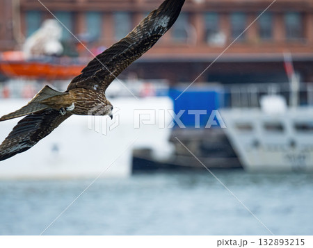 Milvus migrans eagle in Keelung,Taiwan. Milvus migrans eagle in Keelung,Taiwan. 132893215