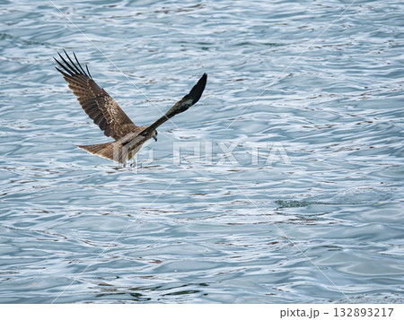 Milvus migrans eagle in Keelung,Taiwan. 132893217