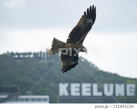 Milvus migrans eagle in Keelung,Taiwan. Milvus migrans eagle in Keelung,Taiwan. 132893220