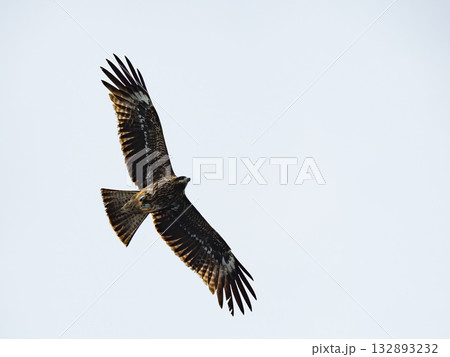 Milvus migrans eagle in Keelung,Taiwan. 132893232