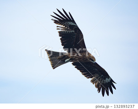 Milvus migrans eagle in Keelung,Taiwan. 132893237