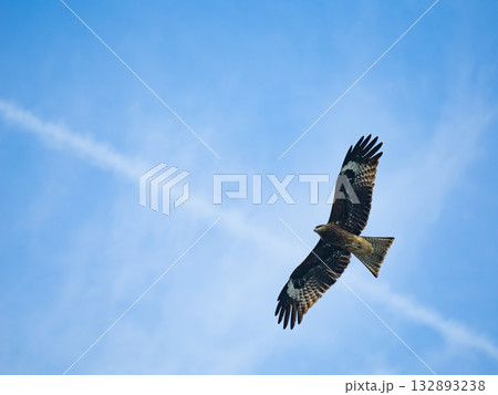 Milvus migrans eagle in Keelung,Taiwan. 132893238
