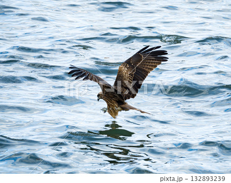 Milvus migrans eagle in Keelung,Taiwan. 132893239