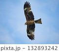 Milvus migrans eagle in Keelung,Taiwan. 132893242