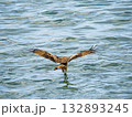 Milvus migrans eagle in Keelung,Taiwan. 132893245