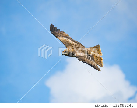 Milvus migrans eagle in Keelung,Taiwan. 132893246
