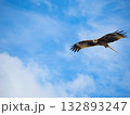 Milvus migrans eagle in Keelung,Taiwan. 132893247