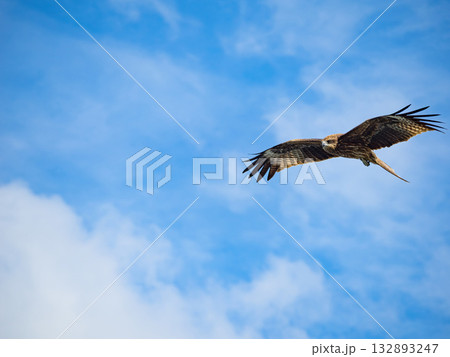 Milvus migrans eagle in Keelung,Taiwan. 132893247