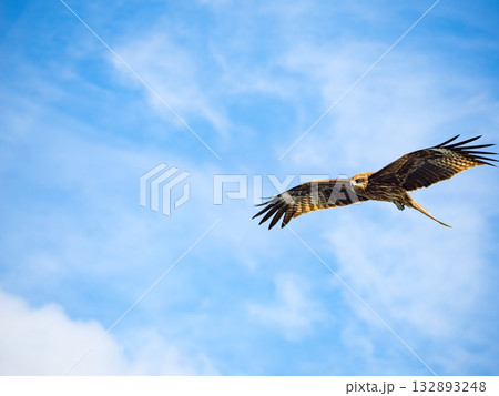 Milvus migrans eagle in Keelung,Taiwan. 132893248
