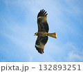 Milvus migrans eagle in Keelung,Taiwan. 132893251