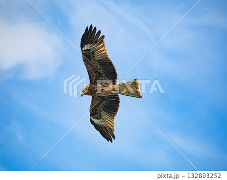 Milvus migrans eagle in Keelung,Taiwan. 132893252