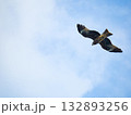 Milvus migrans eagle in Keelung,Taiwan. 132893256