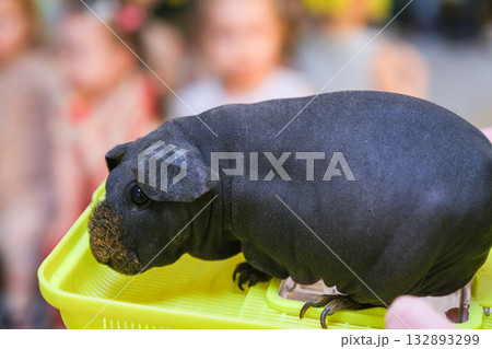 black guinea pig without hair black guinea pig without hair 132893299