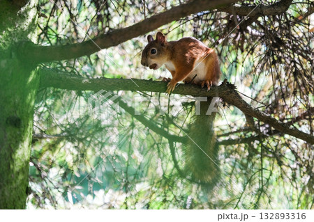 A squirrel is sitting on a tree branch A squirrel is sitting on a tree branch 132893316