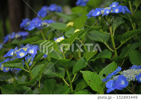 梅雨に咲く紫陽花 132893449