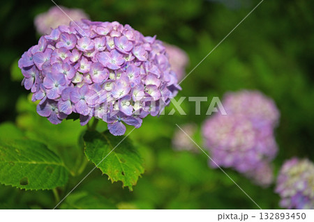 梅雨に咲く紫陽花 梅雨に咲く紫陽花 132893450