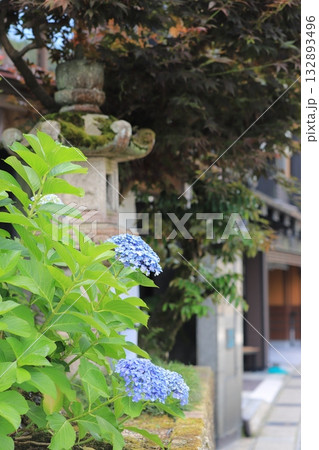 紫陽花のある城崎温泉の風景 132893496