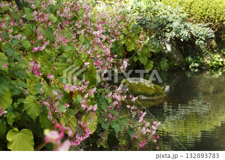 寂光院の池に咲く秋海棠 132893783