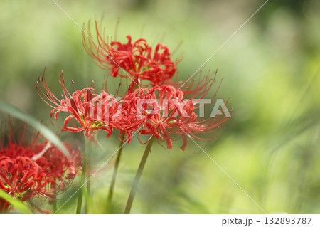 大原の曼珠沙華 132893787