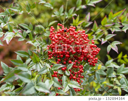 雨に濡れた南天の実 132894164