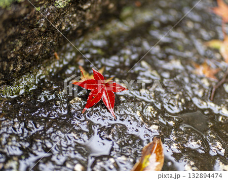 雨に濡れた紅葉の落ち葉 132894474