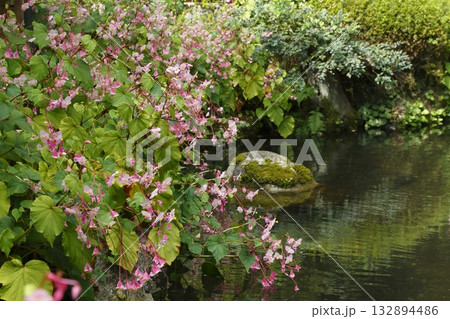 寂光院の池に咲く秋海棠 寂光院の池に咲く秋海棠 132894486