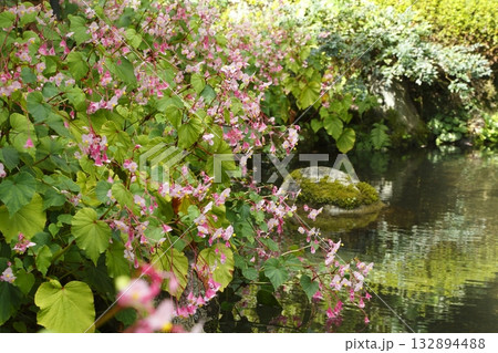 寂光院の池に咲く秋海棠 寂光院の池に咲く秋海棠 132894488
