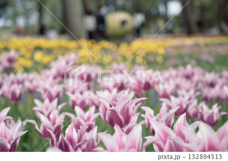茨城　ひたち海浜公園（たまごの森） 132894513