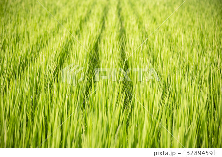たんぼ 田んぼ 田圃 132894591