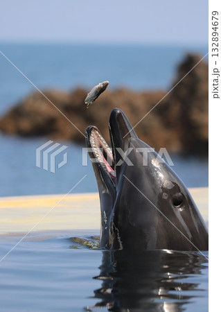 城崎マリンワールドのイルカさんが魚を食べる瞬間 132894679