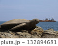 日和山海岸の後が島を背景に亀の石像がいる海 132894681