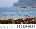 岩場にとまるカモメ 132894683