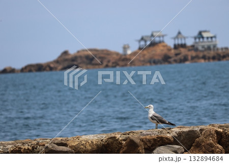 沖に浮かぶ「後が島」を背景に海辺に立つカモメ 132894684