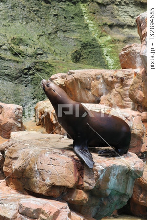 城崎マリンワールドのアザラシ 132894685