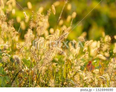 朝日に照らされた野原の植物 132894690