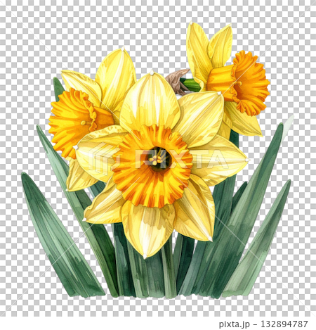 黃色水仙水彩插圖 132894787